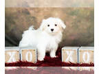 Maltese PUPPY FOR SALE ADN-610280 - Adorable Maltese Puppy Ready to go Home