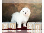 Maltese PUPPY FOR SALE ADN-610281 - Adorable Maltese Puppy Ready to go Home