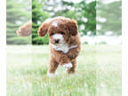 Poodle (Toy) PUPPY FOR SALE ADN-610288 - Adorable AKC Toy and Mini Poodle