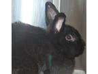 Adopt Rosa a Bunny Rabbit