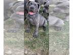 Cane Corso PUPPY FOR SALE ADN-610105 - The Pack