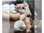 American Pit Bull Terrier-Labrador Retriever Mix DOG FOR ADOPTION ADN-610018 -