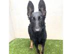 Adopt Indi a German Shepherd Dog
