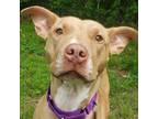 Adopt Primrose (VT only) a Mixed Breed