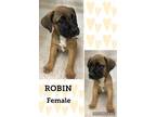 Adopt Robin a Black Mouth Cur, Mixed Breed