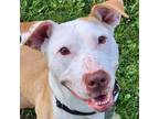 Adopt Gretchen Marie a Pit Bull Terrier