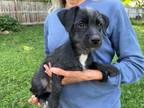 Adopt Baguette a Dachshund, Glen of Imaal Terrier