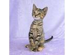 Adopt Scrabble a Domestic Short Hair, Extra-Toes Cat / Hemingway Polydactyl