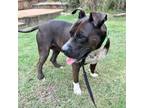 Adopt Lucy a American Staffordshire Terrier