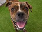 Adopt CHIP a Boxer, Mixed Breed