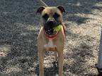 Adopt D'AMICO a Pit Bull Terrier, Boxer