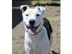 Adopt Pooky a Pit Bull Terrier
