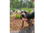 Adopt Buster a Catahoula Leopard Dog