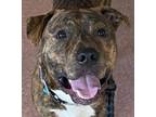 Adopt Briddle a American Staffordshire Terrier