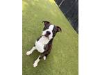 Adopt Pepper A Pit Bull Terrier, Mixed Breed