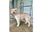 Adopt Gio 9162 a Golden Retriever, Standard Poodle