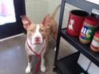Adopt LINCOLN a Catahoula Leopard Dog, Pit Bull Terrier
