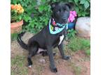 Adopt DENNY 408866 Only31Pounds! a Black Labrador Retriever