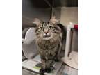 Adopt ROO A Maine Coon