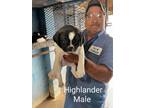 Adopt Highlander a Border Collie, Airedale Terrier