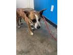 Adopt Rosco a Jack Russell Terrier, Pit Bull Terrier