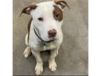 Adopt Lola a American Pit Bull Terrier / American Staffordshire Terrier / Mixed