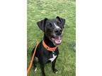 Adopt Saru a Labrador Retriever / Mixed dog in Lincoln, NE (38182133)