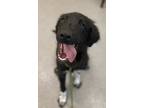 Adopt Terra a Border Collie / Mixed dog in Lincoln, NE (38182127)