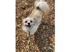 Adopt Sherman & Dory - Must Be Adopted Together a Papillon / Mixed dog in