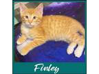Adopt FINLEY a Orange or Red (Mostly) Domestic Shorthair / Mixed (short coat)