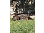 Adopt Brody a Brown/Chocolate Labrador Retriever / Mixed dog in Manteca