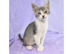 Adopt Checkers a Domestic Short Hair, Extra-Toes Cat / Hemingway Polydactyl