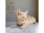 Adopt Otis a Domestic Short Hair