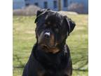Adopt Wong a Black - with Brown, Red, Golden, Orange or Chestnut Rottweiler /