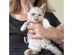 Adopt Chevy a Siamese, Snowshoe