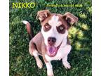 Adopt NIKKO a Red/Golden/Orange/Chestnut - with White Husky / Labrador Retriever