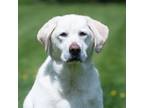 Adopt Cotufa a Tan/Yellow/Fawn Labrador Retriever / Mixed dog in King City