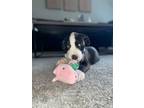 Adopt Jaxson a Dachshund, American Staffordshire Terrier
