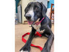 Adopt Larry a Black Basset Hound / Mixed dog in Fernandina Beach, FL (38180359)