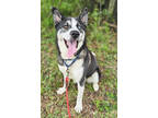 Adopt Butler a Black Husky / Mixed dog in Fernandina Beach, FL (38180358)