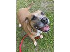 Adopt Barkly a Brown/Chocolate Black Mouth Cur / Mixed dog in Fernandina Beach