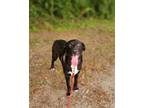 Adopt Clark a Black Mixed Breed (Medium) / Mixed dog in Fernandina Beach