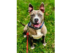 Adopt Lizzy a Gray/Blue/Silver/Salt & Pepper Mixed Breed (Large) / Mixed dog in