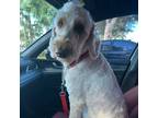 Adopt REMI a Poodle (Standard) / Golden Retriever / Mixed dog in Palm City