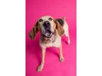 Adopt DAISY DUKE a Treeing Walker Coonhound / Mixed dog in Sandusky