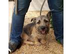 Adopt Evie a Cairn Terrier / Mixed dog in Arlington, TX (38179151)