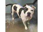 Adopt Mae a White - with Tan, Yellow or Fawn American Pit Bull Terrier / Mixed