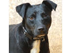 Adopt Bullet a Black Hound (Unknown Type) / Mixed dog in Lihue, HI (38178283)