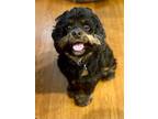 Adopt Ruby a Black - with Tan, Yellow or Fawn King Charles Spaniel / Cocker