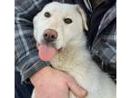 Adopt Glee (Rosie) a White Labrador Retriever / Mixed dog in Calgary